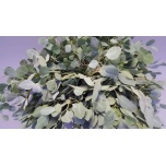 Eucalyptus Populus 50cm