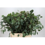 Eucalyptus POPULUS 70cm