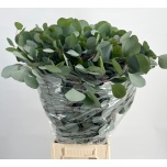 Eucalyptus POPULUS 70cm
