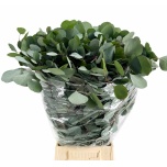 Eucalyptus POPULUS 70cm