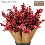 Eucalyptus stuartiana paint Red 70cm (pk)