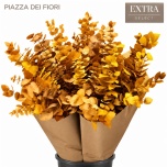 Eucalyptus stuartiana paint Yellow 70cm (pk)
