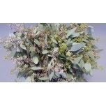 Eucalyptus Populus Grain 60cm