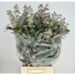 Eucalyptus Populus Grain 60cm