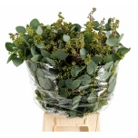 Eucalyptus Populus Grain 60cm