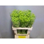 Euphorbia Piimalill other 60cm