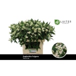 Euphorbia Piimalill Quicksilver 70cm