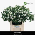 Euphorbia Piimalill Quicksilver 70cm