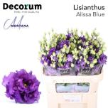 Eustoma Preeriakell Alissa Blue