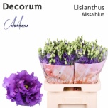 Eustoma Preeriakell Alissa Blue