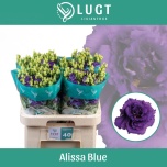 Eustoma Preeriakell Alissa Blue
