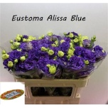 Eustoma Preeriakell Alissa Blue