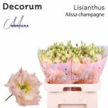 Eustoma Preeriakell Alissa Champagne