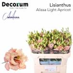 Eustoma Preeriakell Alissa Light Apricot