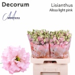 Eustoma Preeriakell Alissa Light Pink