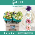 Eustoma Preeriakell Alissa mix 70cm