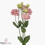 Eustoma Preeriakell Alissa Pink