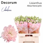 Eustoma Preeriakell Alissa Pink