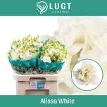 Eustoma Preeriakell Alissa White