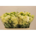 Eustoma Preeriakell Alissa Yellow
