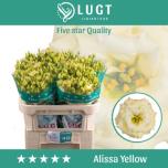 Eustoma Preeriakell Alissa Yellow