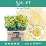 Eustoma Preeriakell Alissa Yellow