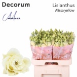 Eustoma Preeriakell Alissa Yellow