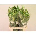 Eustoma Preeriakell Arena Giant White
