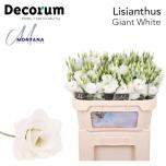 Eustoma Preeriakell Arena Giant White