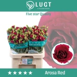 Eustoma Preeriakell Arosa Red
