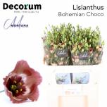 Eustoma Preeriakell Bohemian Choco