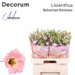 Eustoma Preeriakell Bohemian Femini