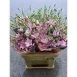Eustoma Preeriakell Botanic Pink