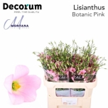 Eustoma Preeriakell Botanic Pink