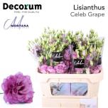 Eustoma Preeriakell Celeb Grape