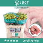Eustoma Preeriakell Corelli Apricot