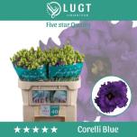 Eustoma Preeriakell Corelli Blue