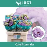 Eustoma Preeriakell Corelli Lavendel
