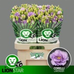 Eustoma Preeriakell Corelli Lavendel