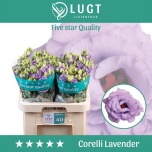 Eustoma Preeriakell Corelli Lavendel