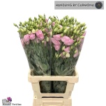 Eustoma Preeriakell Corelli Light Pink