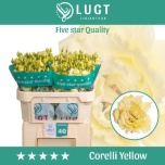 Eustoma Preeriakell Corelli Yellow