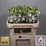 Eustoma Preeriakell Excalibur Blue Picotee
