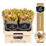 Eustoma Preeriakell Falda Apricot
