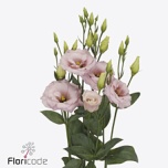 Eustoma Preeriakell Lisanne Light Pink