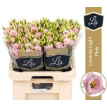 Eustoma Preeriakell Lisanne Light Pink
