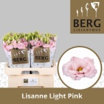 Eustoma Preeriakell Lisanne Light Pink
