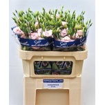 Eustoma Preeriakell Lisanne Light Pink