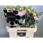 Eustoma Preeriakell Lisanne Light Pink