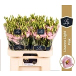 Eustoma Preeriakell Lisanne Light Pink
